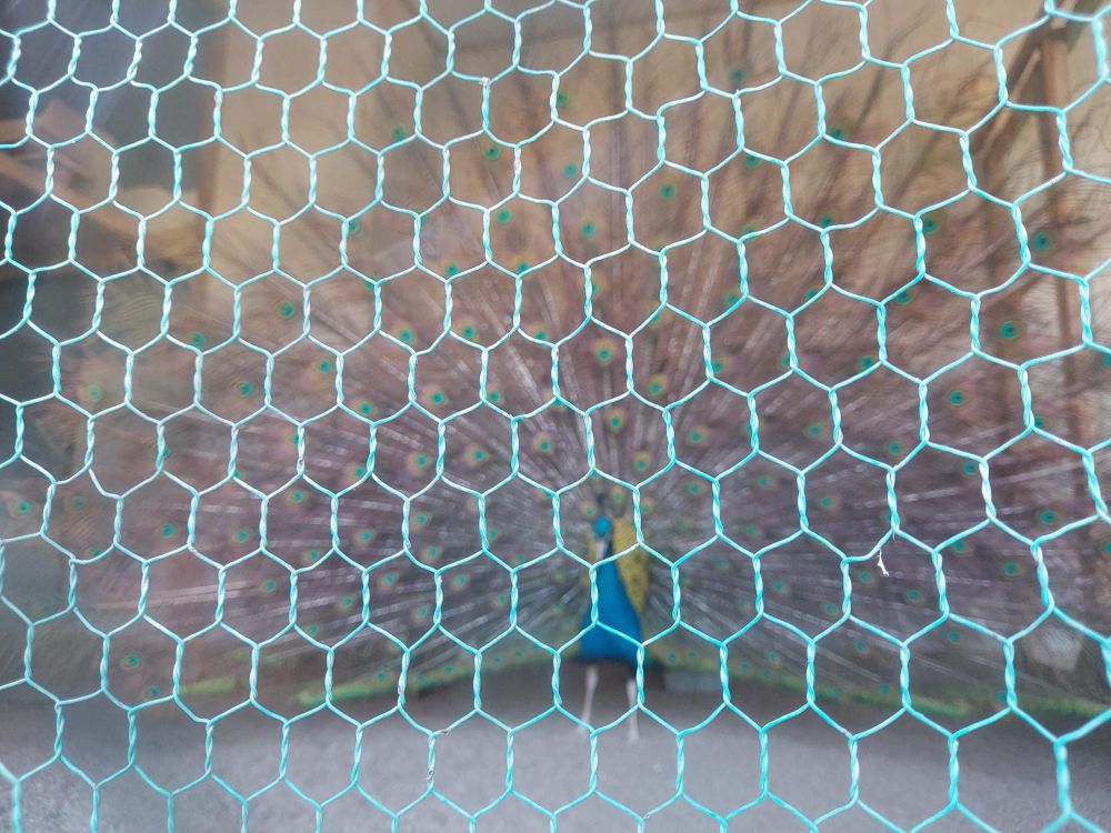 八幡公園ーことりの家２