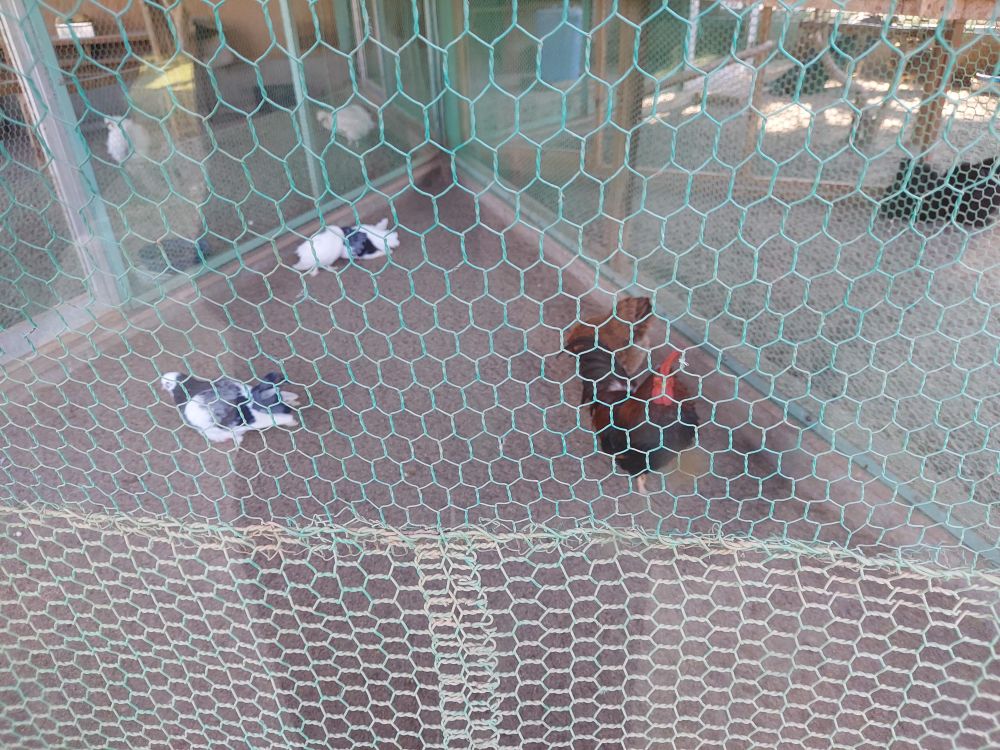 八幡公園ーことりの家４