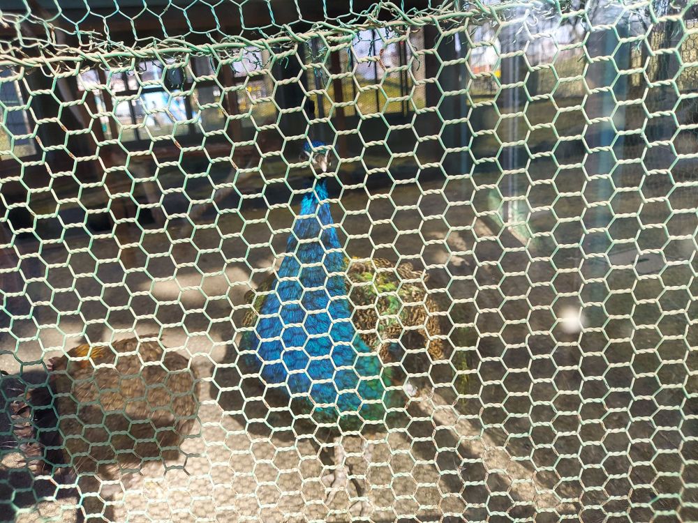 八幡公園ーことりの家5