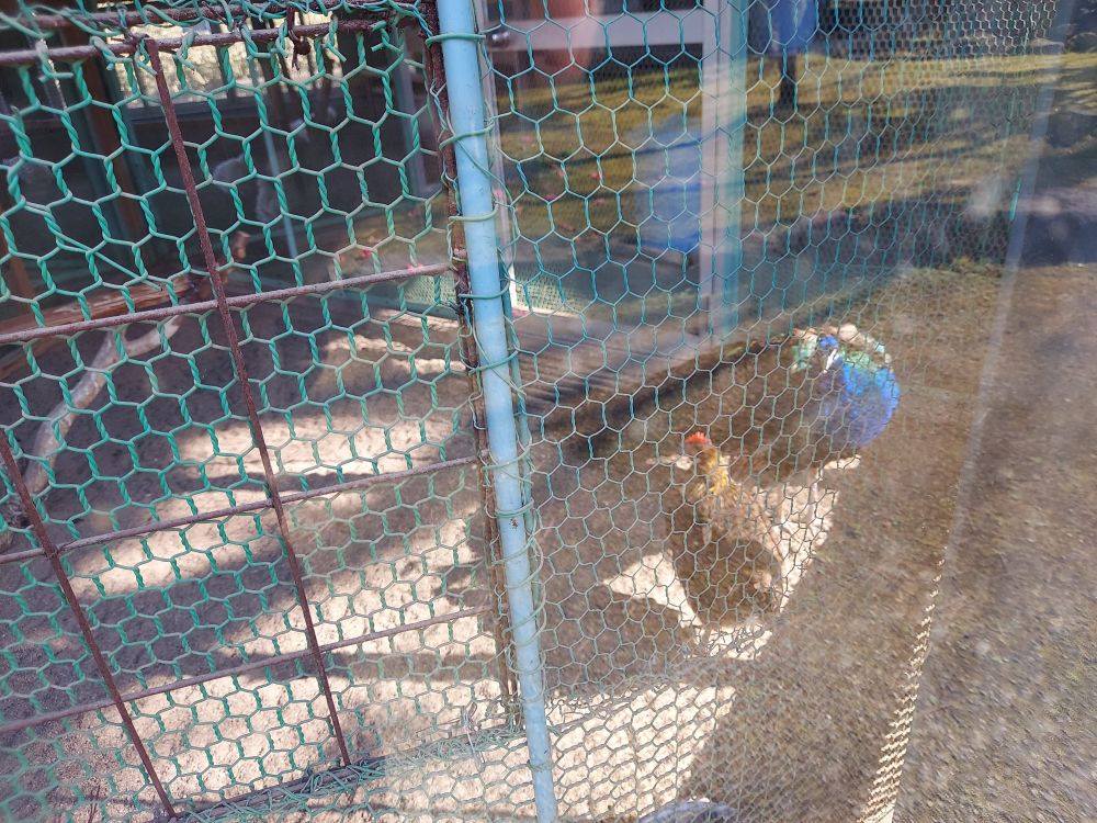 八幡公園ーことりの家６