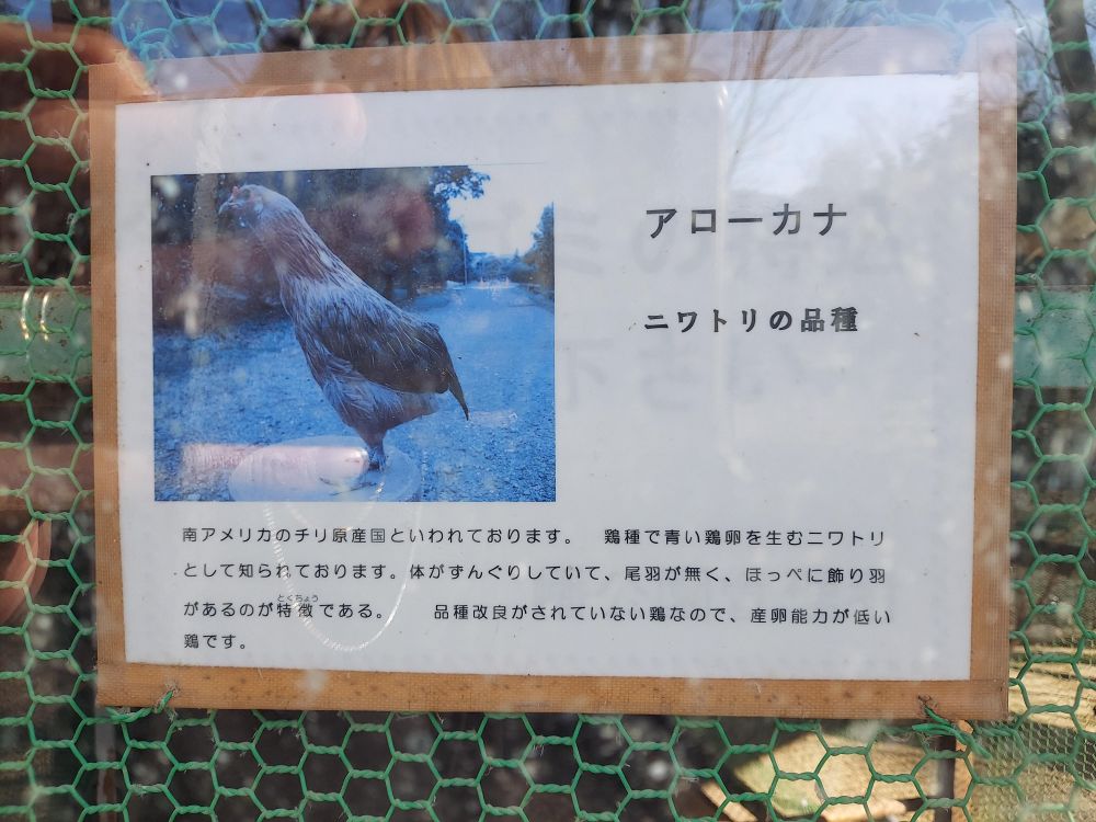 八幡公園ーことりの家１１