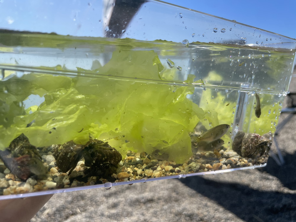 マリンパークねずがせき-砂浜 (3)