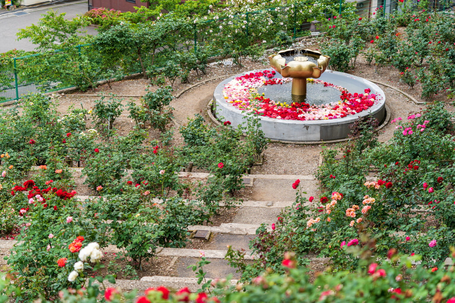 あつみ温泉ばら園まつり①