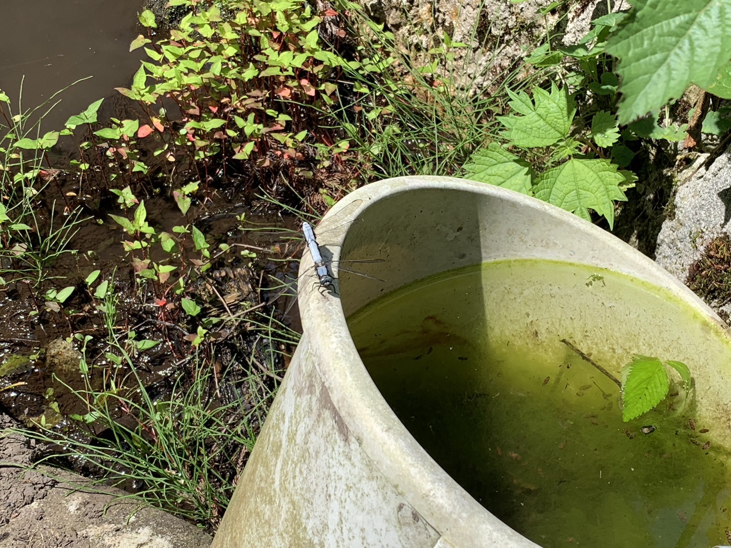 自由の森 体験④