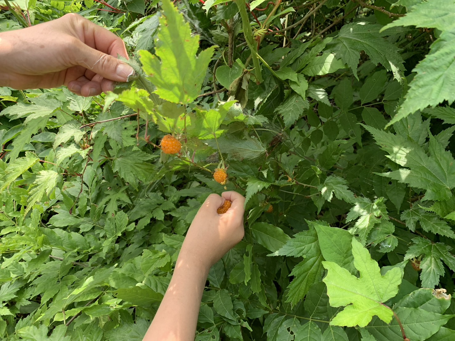 自由の森 体験①