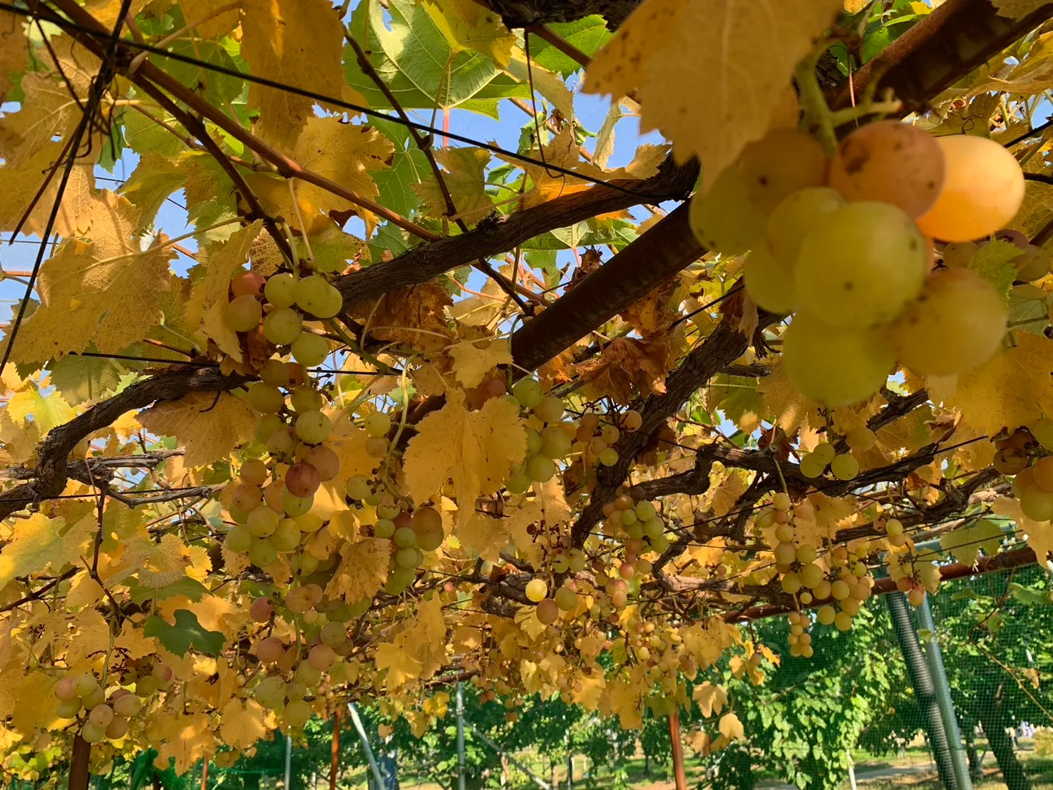 佐久間利兵衛観光農園-18