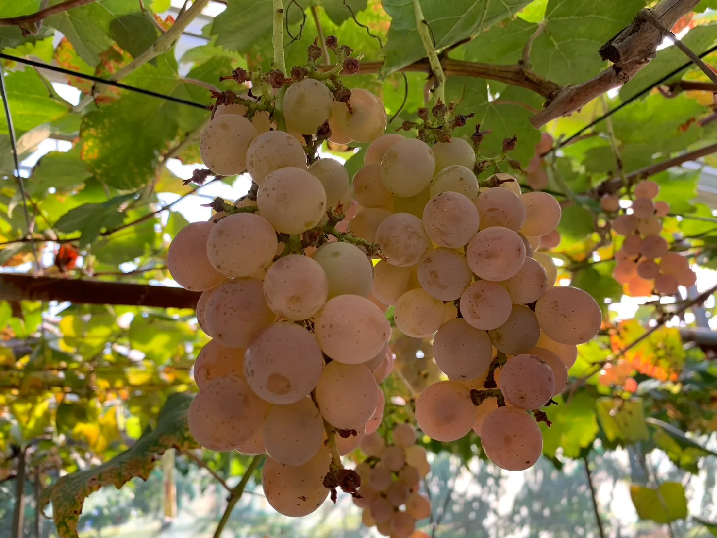 佐久間利兵衛観光農園-12