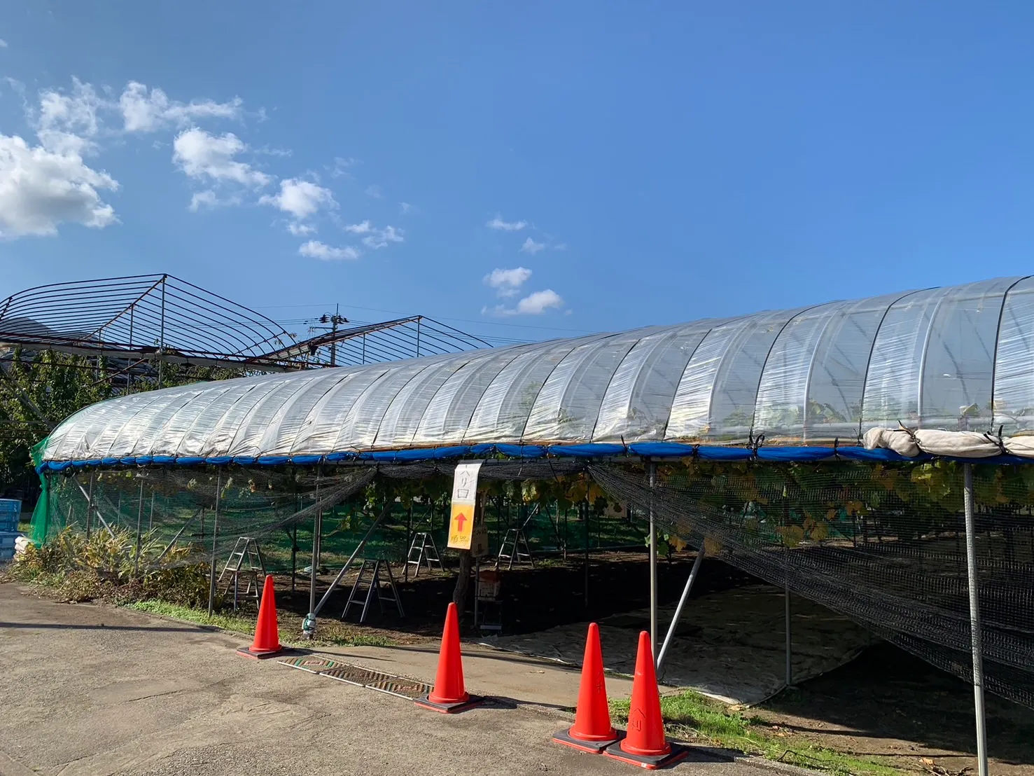 佐久間利兵衛観光農園-22