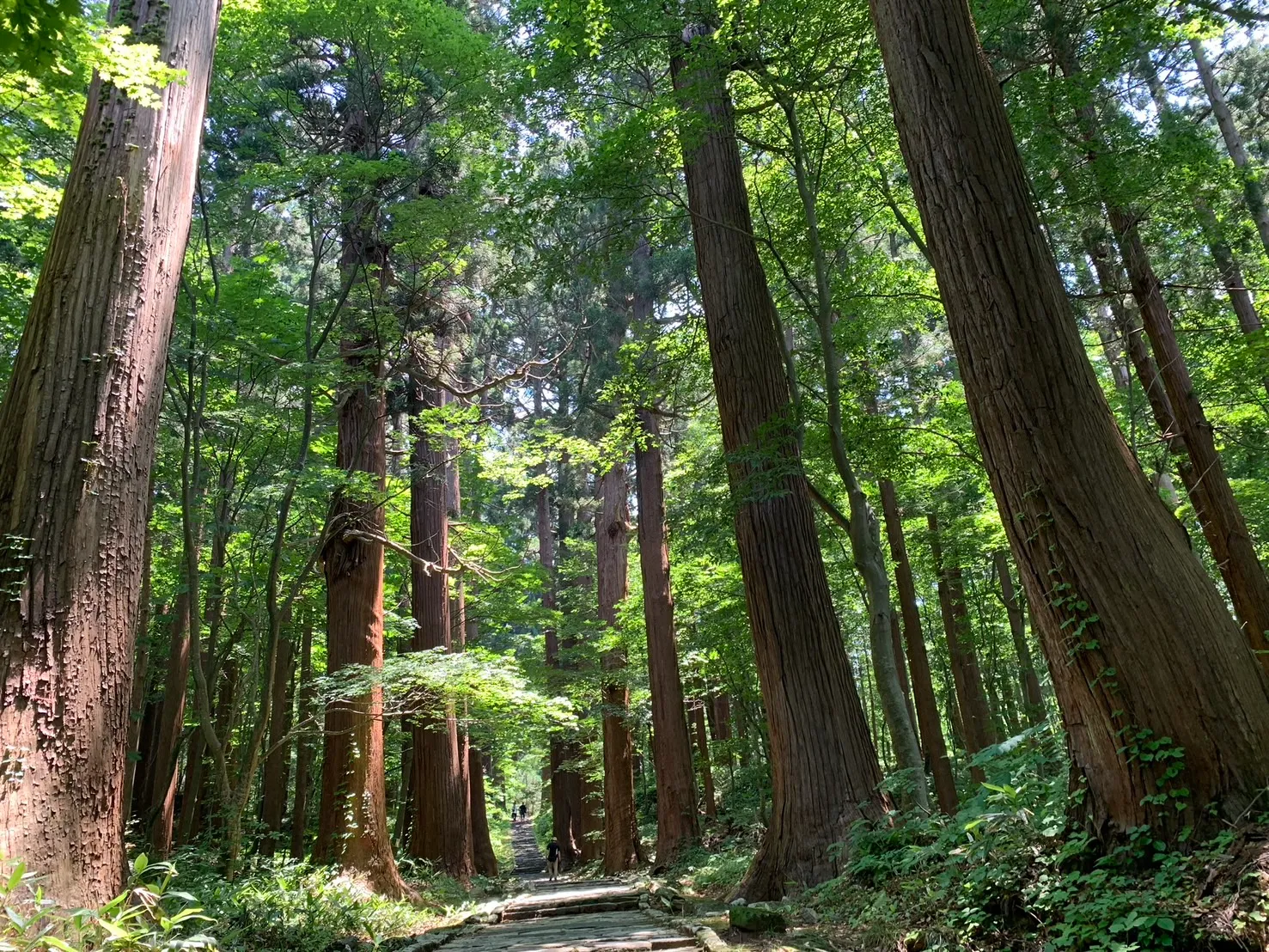 羽黒山 三の坂-2