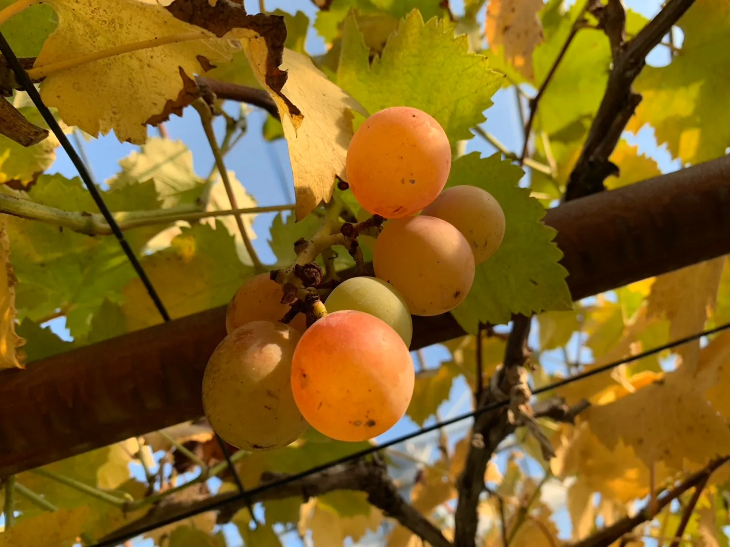 佐久間利兵衛観光農園-7