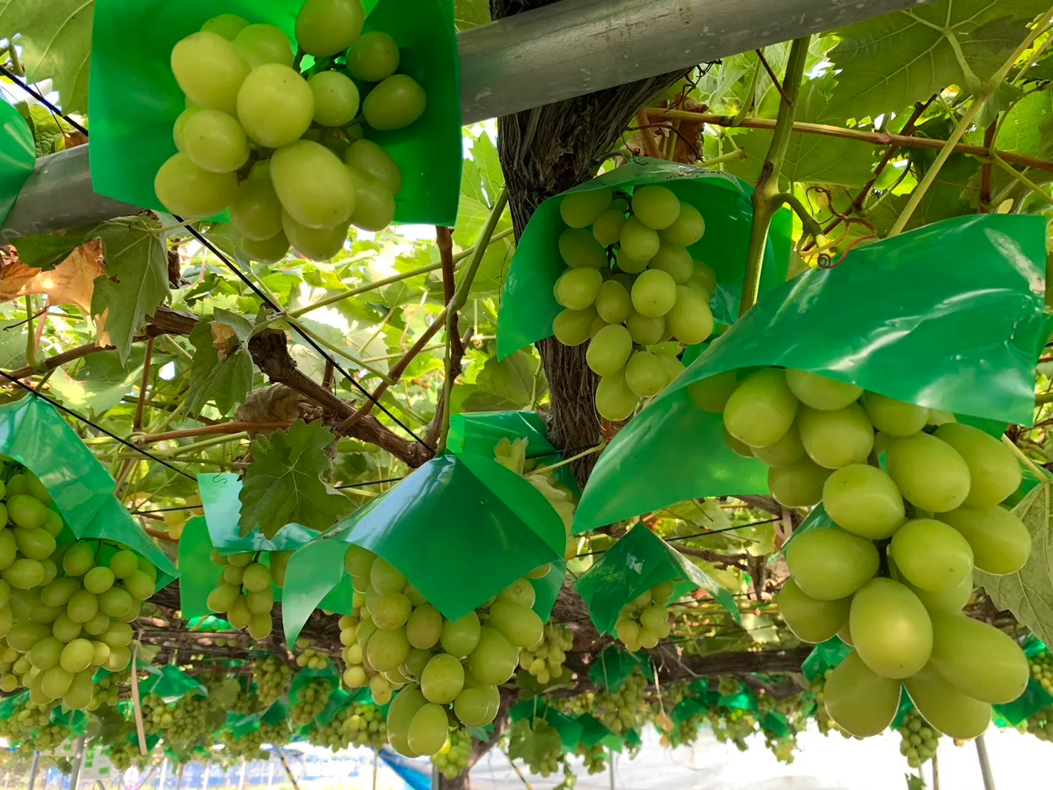 佐久間利兵衛観光農園-10