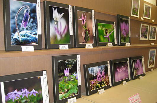 【庄内イベント情報5/17~6/1】第26回 かたくりの花写真コンテスト作品展(鶴岡市)