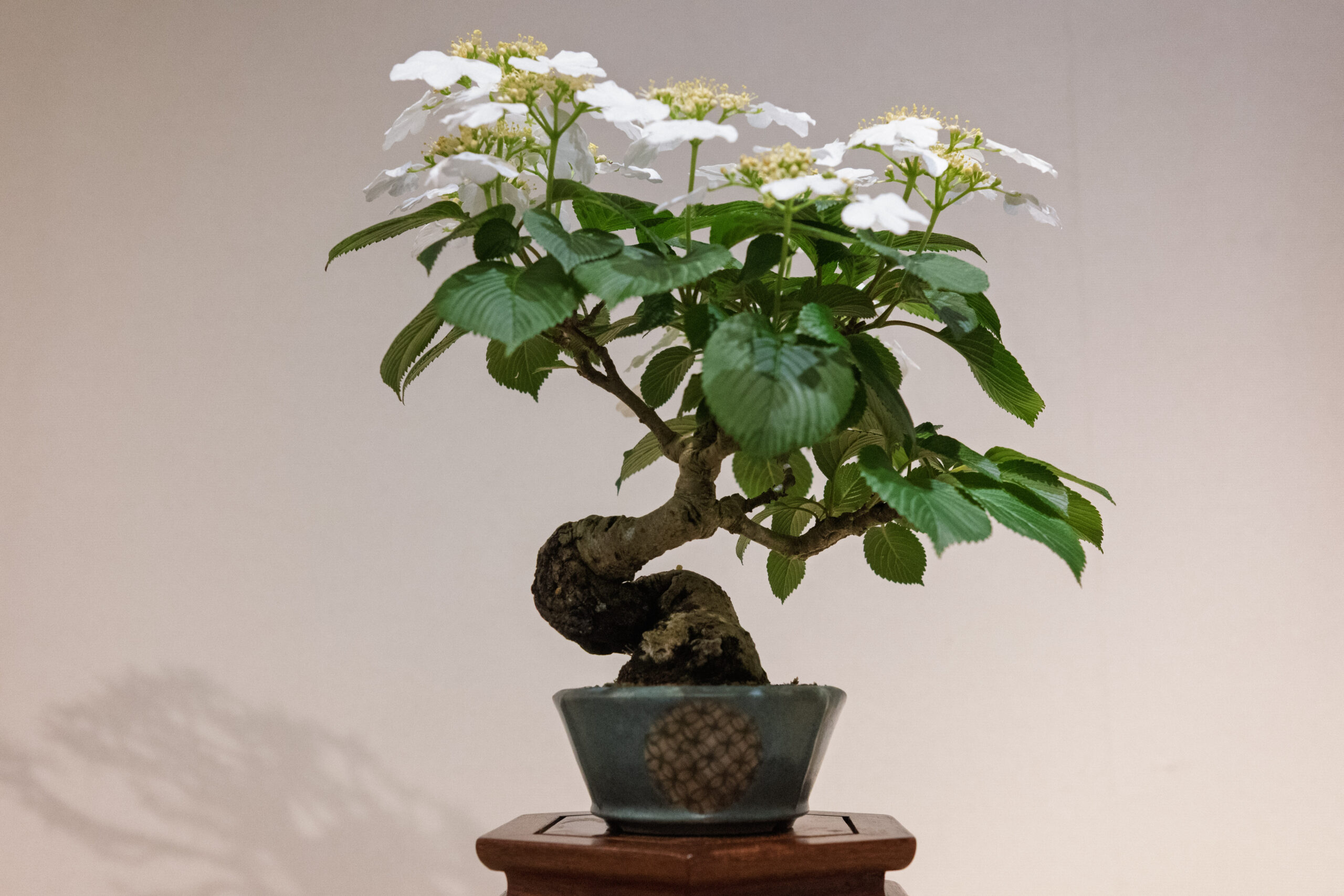 【庄内イベント情報5/21-23】第94回つるおか小品盆栽展（鶴岡市）